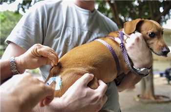 vacina em cão